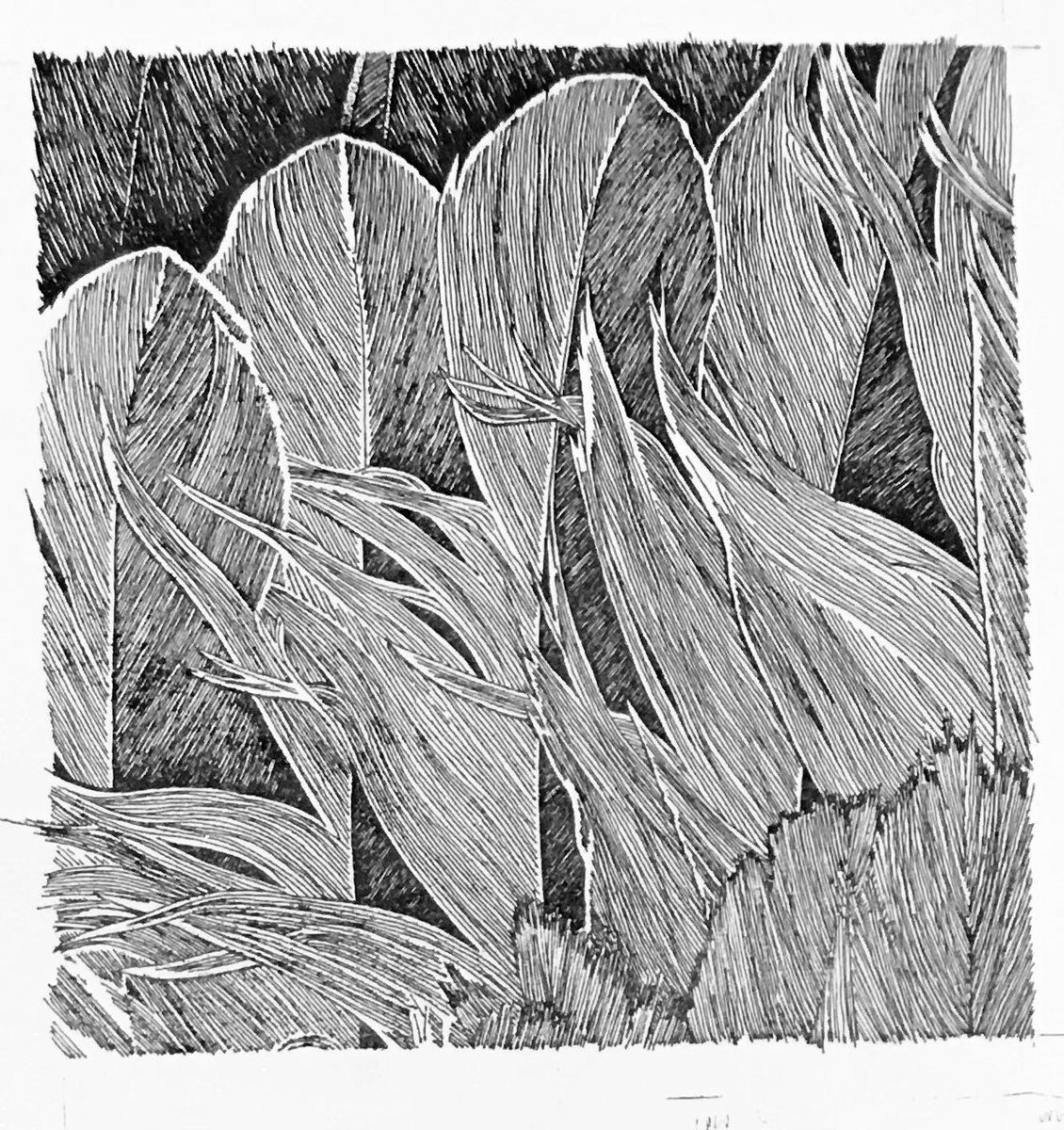 Hope Song tweet media