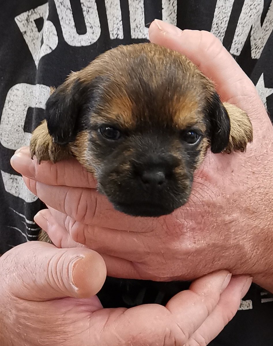 BevFrankland's tweet photo. Latest addition to the household #borderterrier #zoommies https://t.co/VACzeDShOR