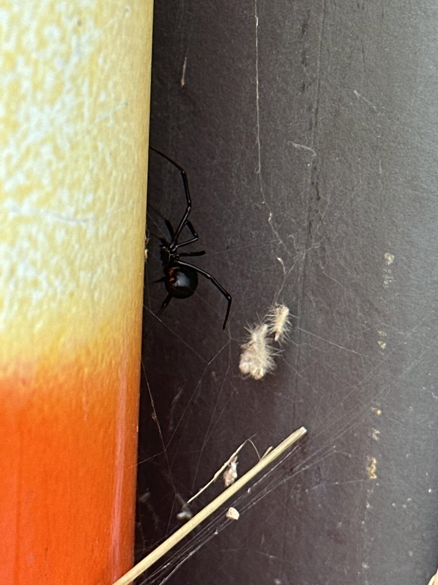 NWSSanDiego's tweet photo. If the wind up there in Riverside has a felt a bit spooky lately...you can thank our little friend here 🕷️😵‍💫 

Our Electronic Systems Analyst found what looks to be a black widow near the wind sensor at Riverside Airport. Eeek! #CAwx #itsanoforme https://t.co/5ANAGIfBBF