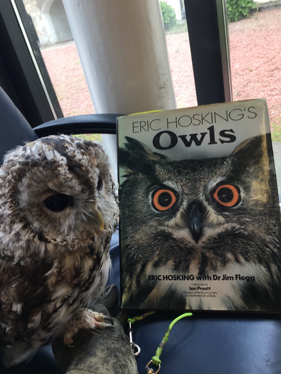 Scottish Owl Centre tweet media