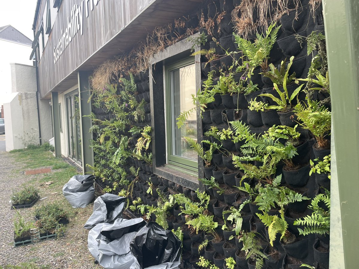 Long day ‘replanting’ the @PlymEarth livingwall so that it is now more ‘living’. We took the opportunity to make use of #research through Low #Carbon #Devon project and plants and #Biochar from collaborative SME to improve #Sustainability of this ‘nature-based solution’ @PlymUni