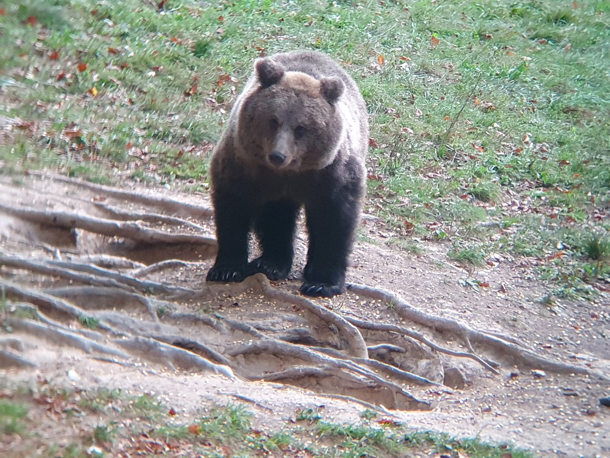 Amazing evening in Lož 🇸🇮 watching brown bears.
