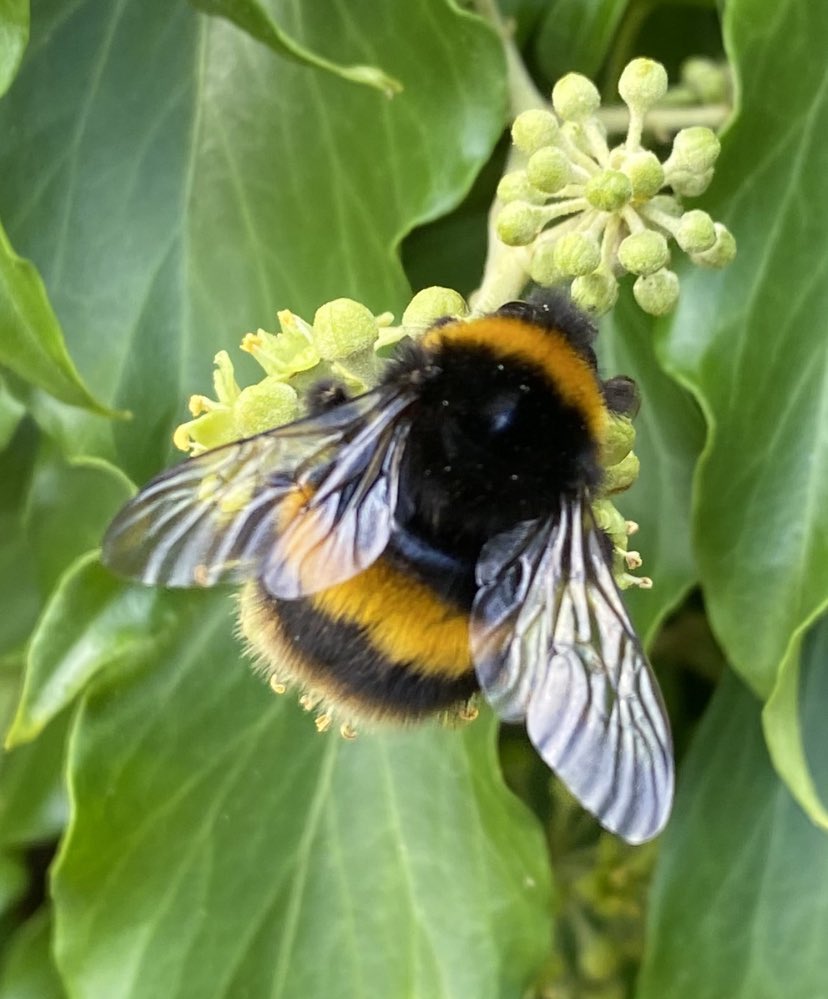 catpat2017's tweet photo. The ivy at Myddelton House Gardens  @LeeValleyPark was buzzing today! Providing a fantastic late nectar source for lots of insects including Buff-tailed Bumblebee and Ivy Bee @BumblebeeTrust @Buzz_dont_tweet https://t.co/GTwYyuVxZ1