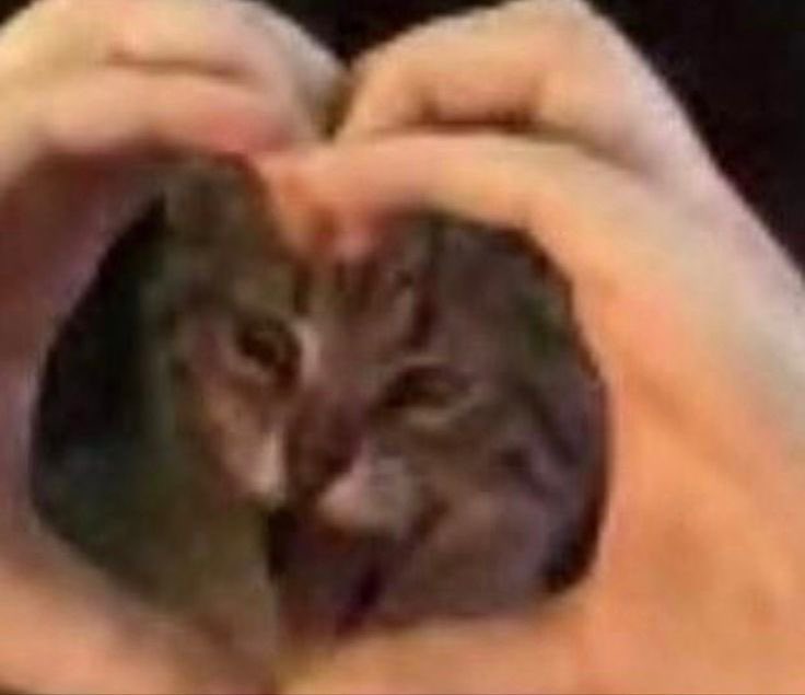 vylexevt's tweet photo. I have about zero recollection of what I save on pinterest past midnight so I see things like this in my meme board and it is a very welcome surprise https://t.co/5zLpBPVT38