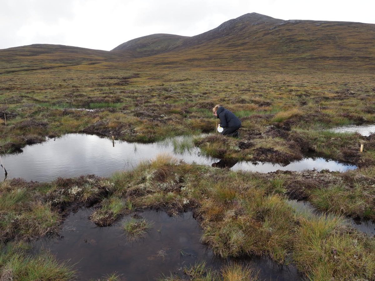 Out last week monitoring the water-table level using dipwells at one of our #peatland restoration sites. We are determining whether our restoration work has successfully raised the water-table in the restored area relative to a control area. @PeatlandACTION @IUCNpeat @N_T_S