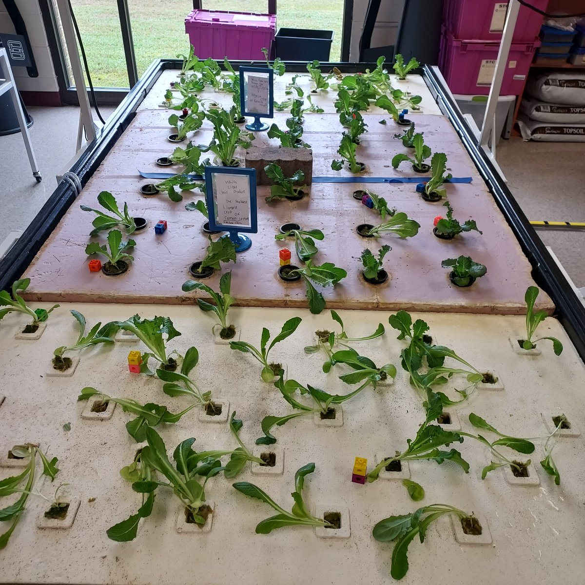 Lettuce has been planted ❤️❤️