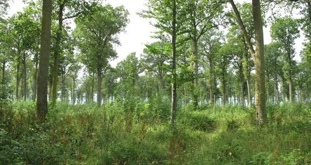 The Visingsö Oak Forest in Sweden was planted by their Navy 200 years ago to be used to build longships. By the time they were large enough to be harvested, wooden ships had become obsolete, so it was turned into a national park.