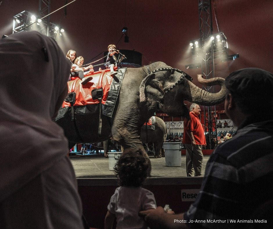 AnimalJustice's tweet photo. Animals aren't born to juggle or jump through hoops: They're born to roam & thrive in the wild. Let's be their audience in nature & NOT in circuses! ๐๐ช https://t.co/lDQdpoR0xi