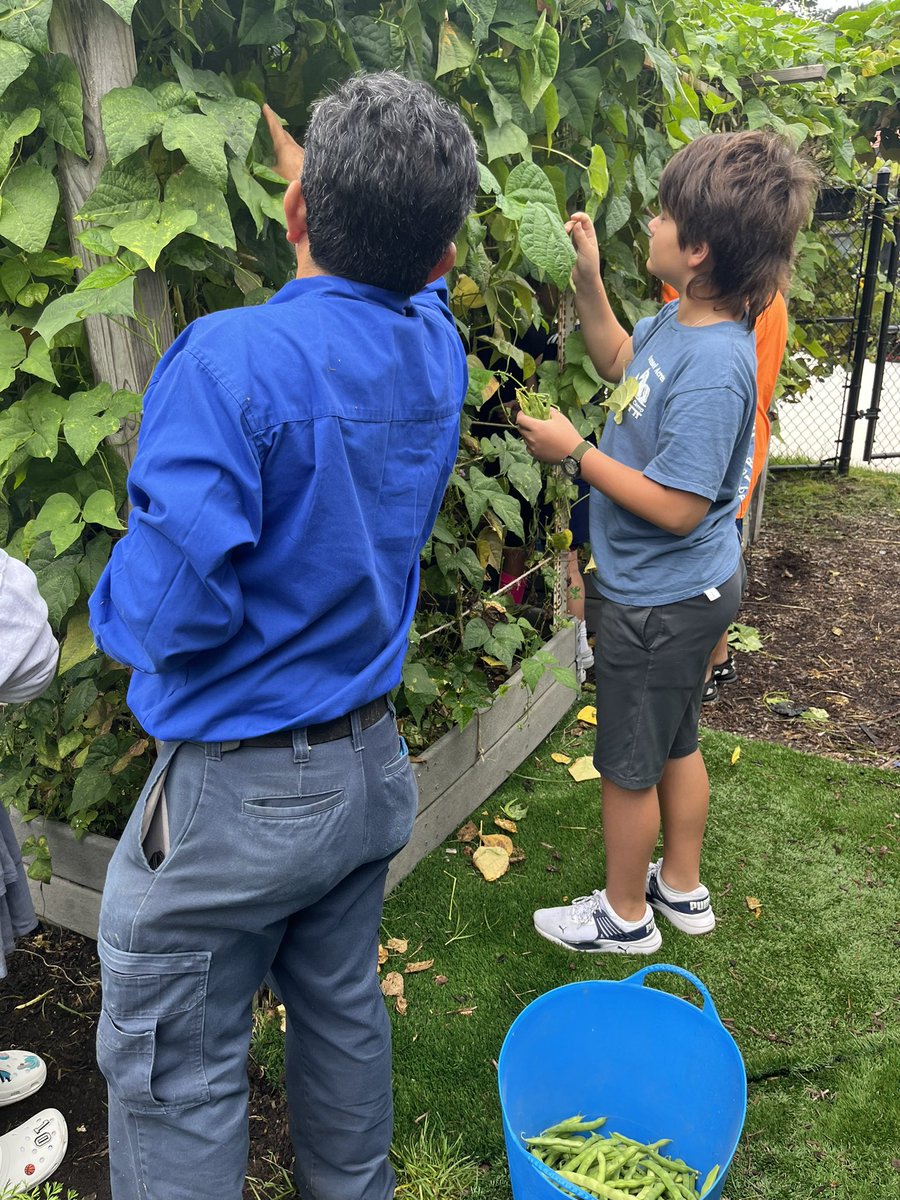 BrownPocoBlue's tweet photo. 6th graders have been harvesting, cutting, blanching, and freezing our green beans.  Getting ready for Harvest Soup! https://t.co/P0jF2a5rS4