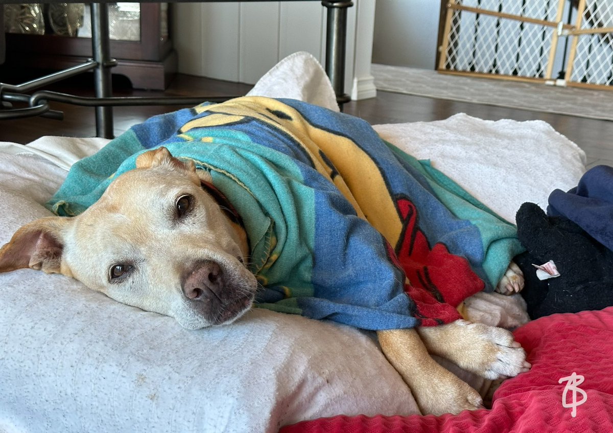 Barb_Here's tweet photo. Today is the day to nap on the floor with this old girl. #thisolddog #fifteenyearseightmonths https://t.co/nCeumJyiYK