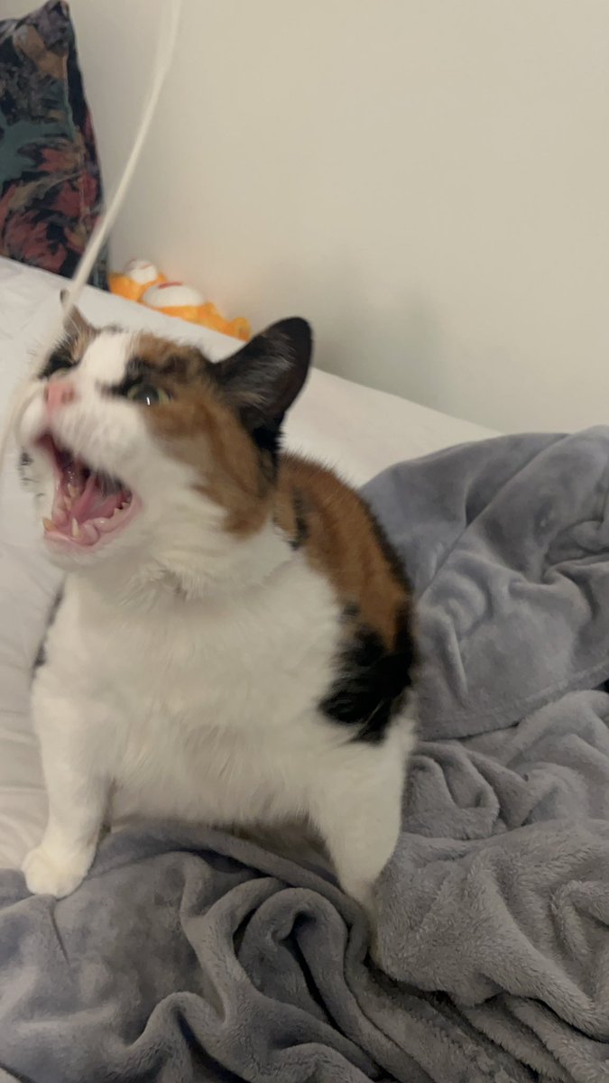 soapimpress1on's tweet image. rest in peace to my sweetest sleepiest old lady, momma loves you so much frankie. till we meet again