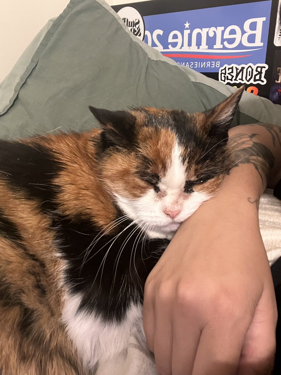 soapimpress1on's tweet image. rest in peace to my sweetest sleepiest old lady, momma loves you so much frankie. till we meet again