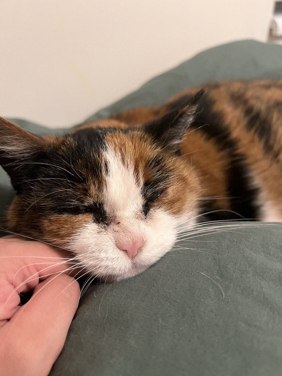 soapimpress1on's tweet image. rest in peace to my sweetest sleepiest old lady, momma loves you so much frankie. till we meet again