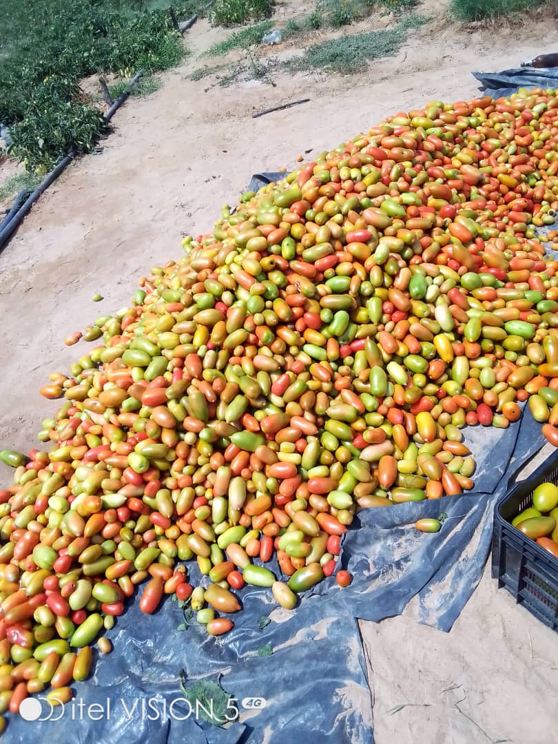 We are harvesting Tomatoes, Kindly contact us for your orders. FRESH  TOMATOES 😋🤗