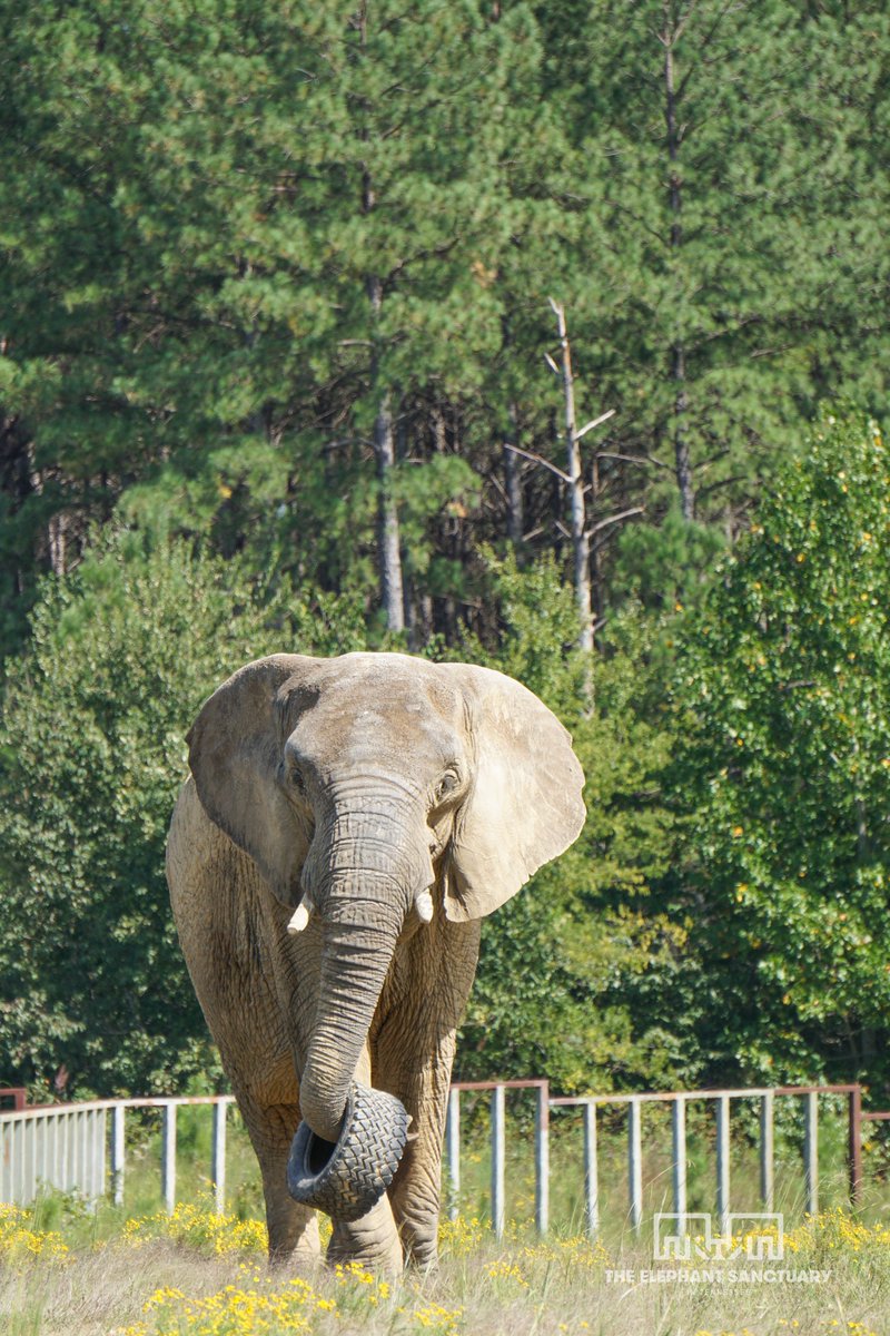 ElephantsTN's tweet image. Meet our newest resident at The Sanctuary, Donna! Donna made the journey from Oakland, California, to Hohenwald, Tennessee alongside dedicated @oakzoo staff and veterinarian, arriving on September 13.

We look forward to sharing more about Donna's first days at The Sanctuary!
