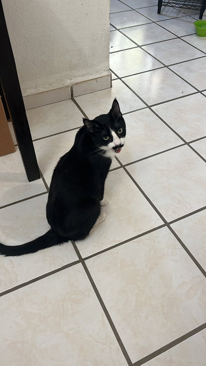 dali_gato's tweet photo. 🇲🇽🇲🇽🇲🇽Viva México plebes!! 🇲🇽🇲🇽🇲🇽
🥳🤠 https://t.co/dA6MXBjBVO