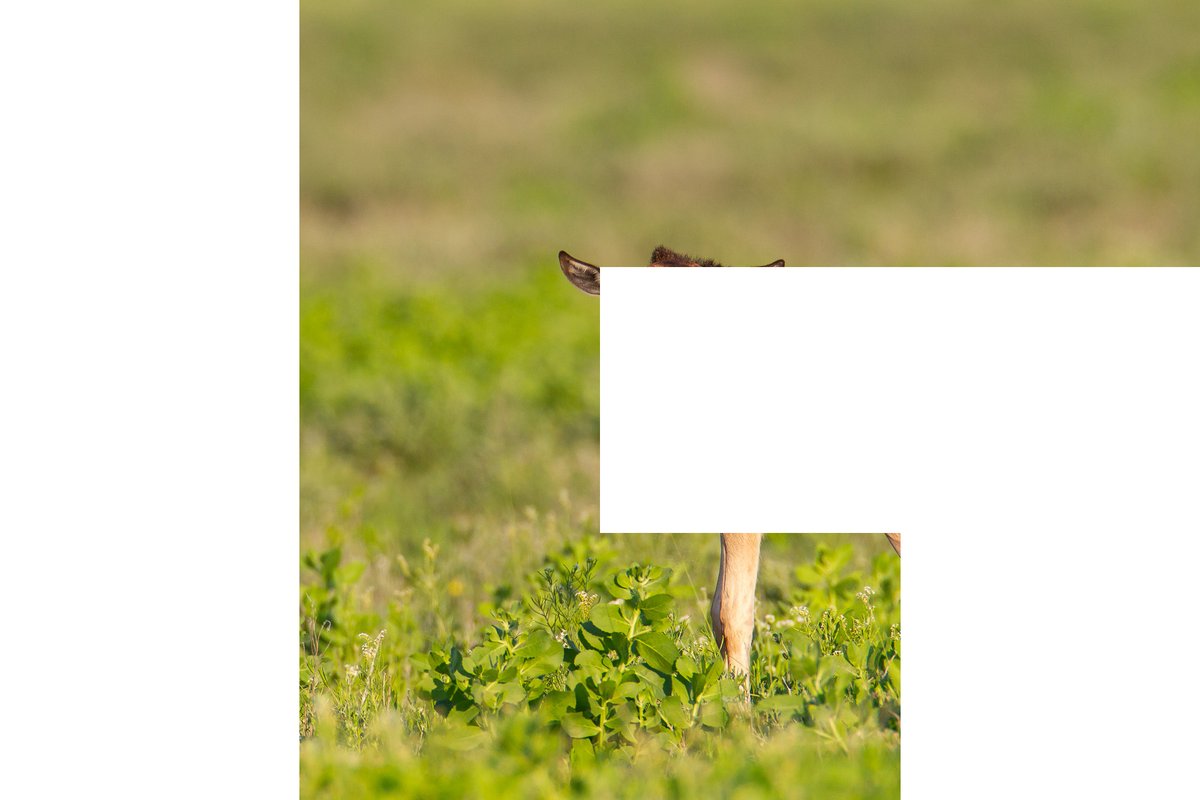 Isak Pretorius tweet media