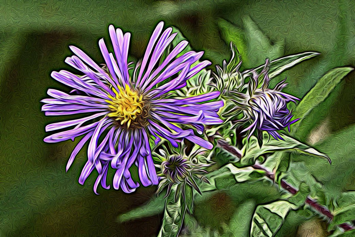 stu_weiss63's tweet photo. Wild Flowers. Photo finished as graphic art.
#FLOWER https://t.co/rWNd0EOiak