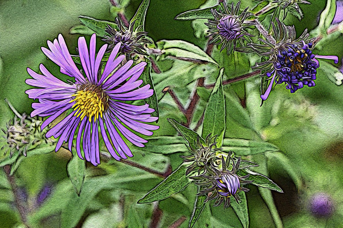 stu_weiss63's tweet photo. Wild Flowers. Photo finished as graphic art.
#FLOWER https://t.co/rWNd0EOiak