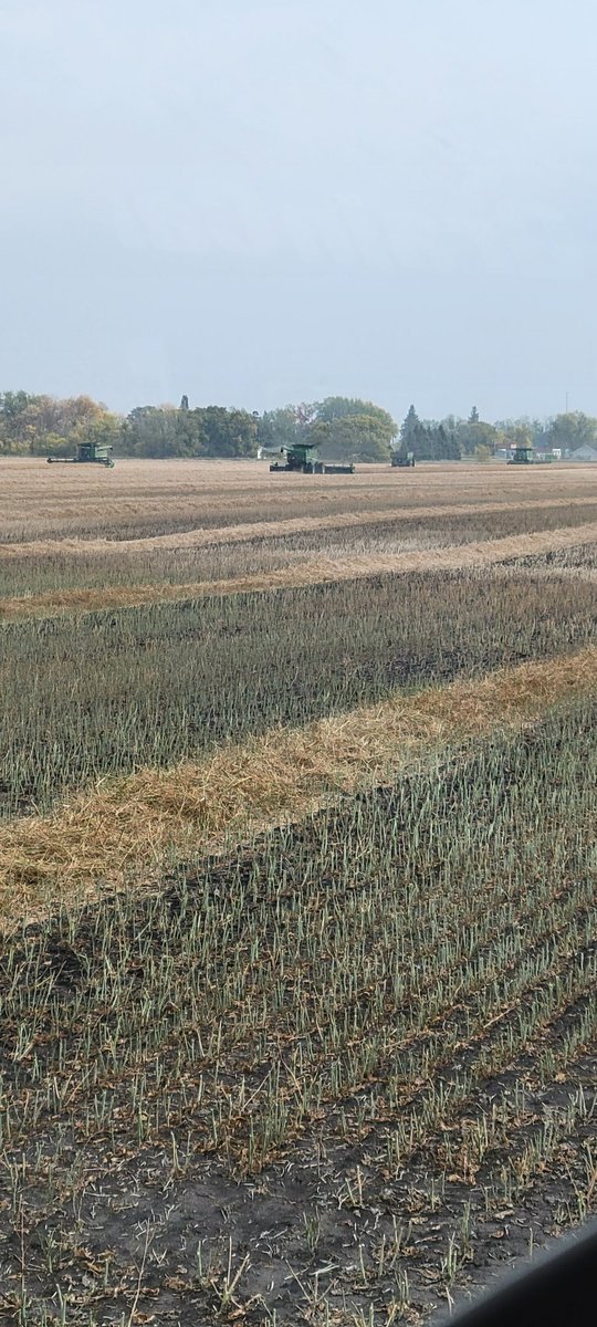 KadynSmart's tweet photo. Field of Dreams 2023
#harvest23 #fieldofdreams https://t.co/KQIe135fIL