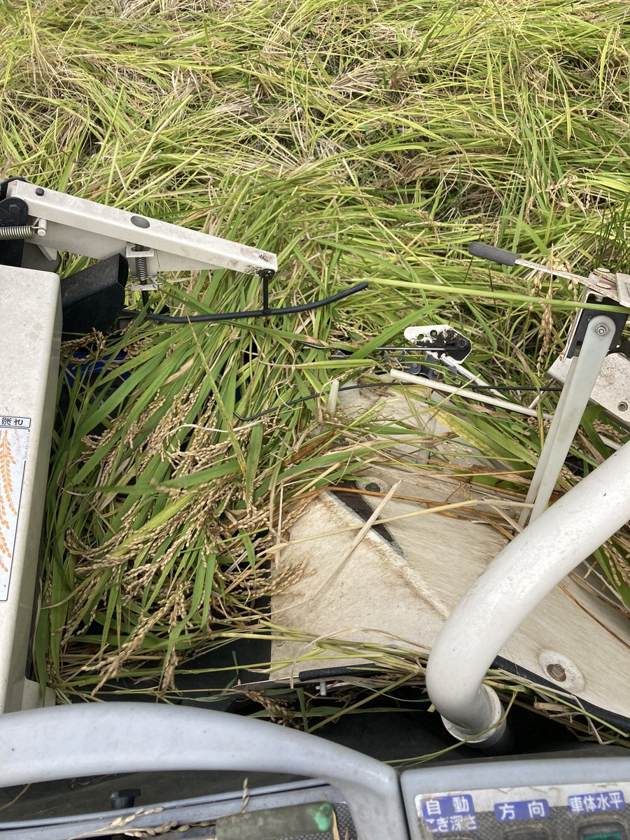 utti1215's tweet photo. 昨日から稲刈り始まりましたー、倒伏しすぎで初日からベルトが焼き付きましたー！泣くぞ！
ミルキークィーンの在庫も残ってる！泣くぞ！ミルキー買ってくれる方DMお待ちしてます。
て事で日曜は久しぶりの熊本ライブです。良かったら足を運んでみてね！ https://t.co/Lum1qEhE3P