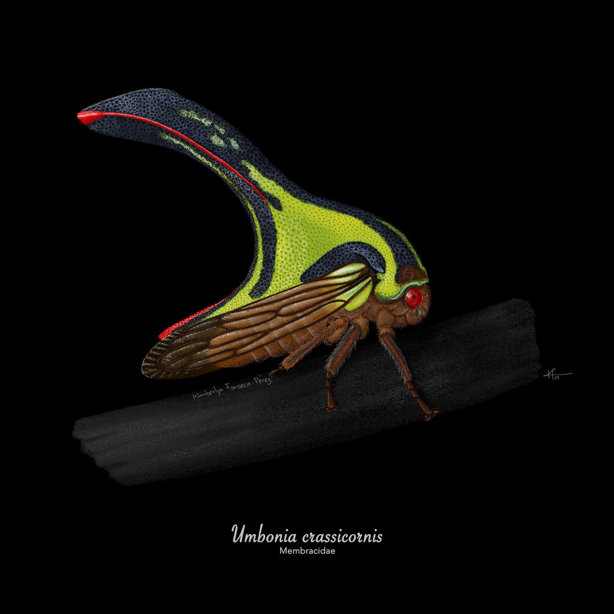 Kimbe415's tweet photo. Serie #Membrácidos de #Venezuela (algunas de mis especies favoritas).
#Membracidae, #Hemiptera. Destacan por la modificación de su pronoto, que presenta una gran variedad de colores y formas, como bulbos, halos, cuernos, espinas, hojas o imitan hormigas o avispas. https://t.co/lKaAxJg3rY