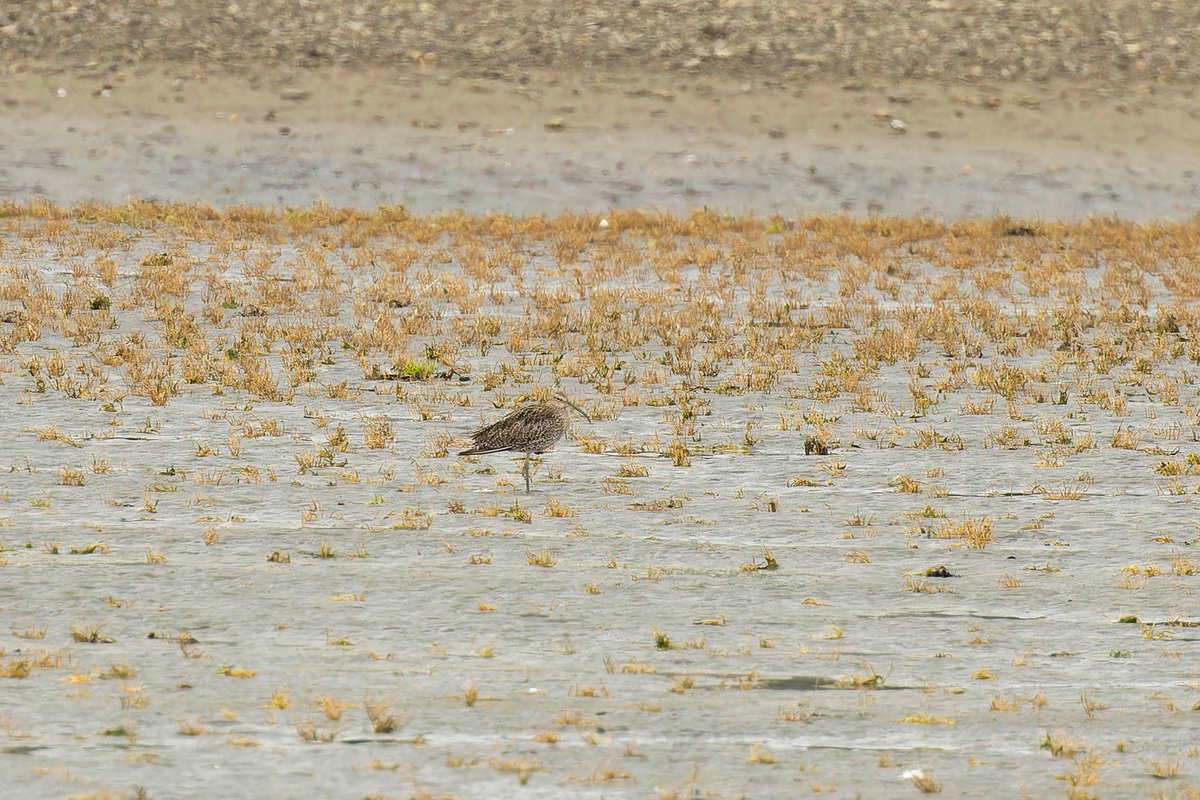 KenBarn90989771's tweet photo. Newport #Parrog today pm. Little Egret Curlew and 2 Whimbrel.
@PembsBirds @wdigbirder_ @Dight653 https://t.co/o6AXFayAfe