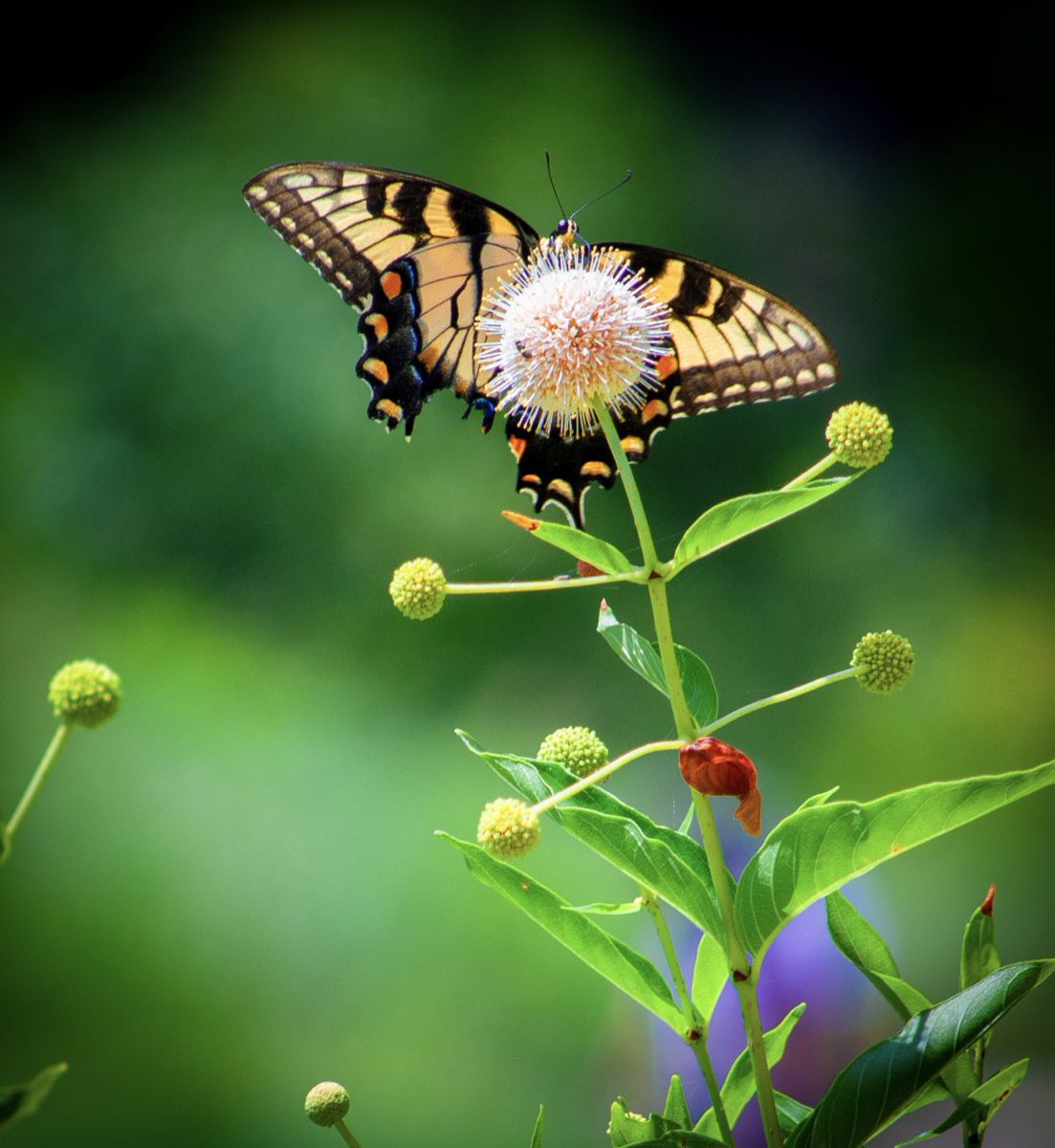 Spring butterflies🦋🦋 on <a href="/objktcom/">objkt</a> 

5 #tez