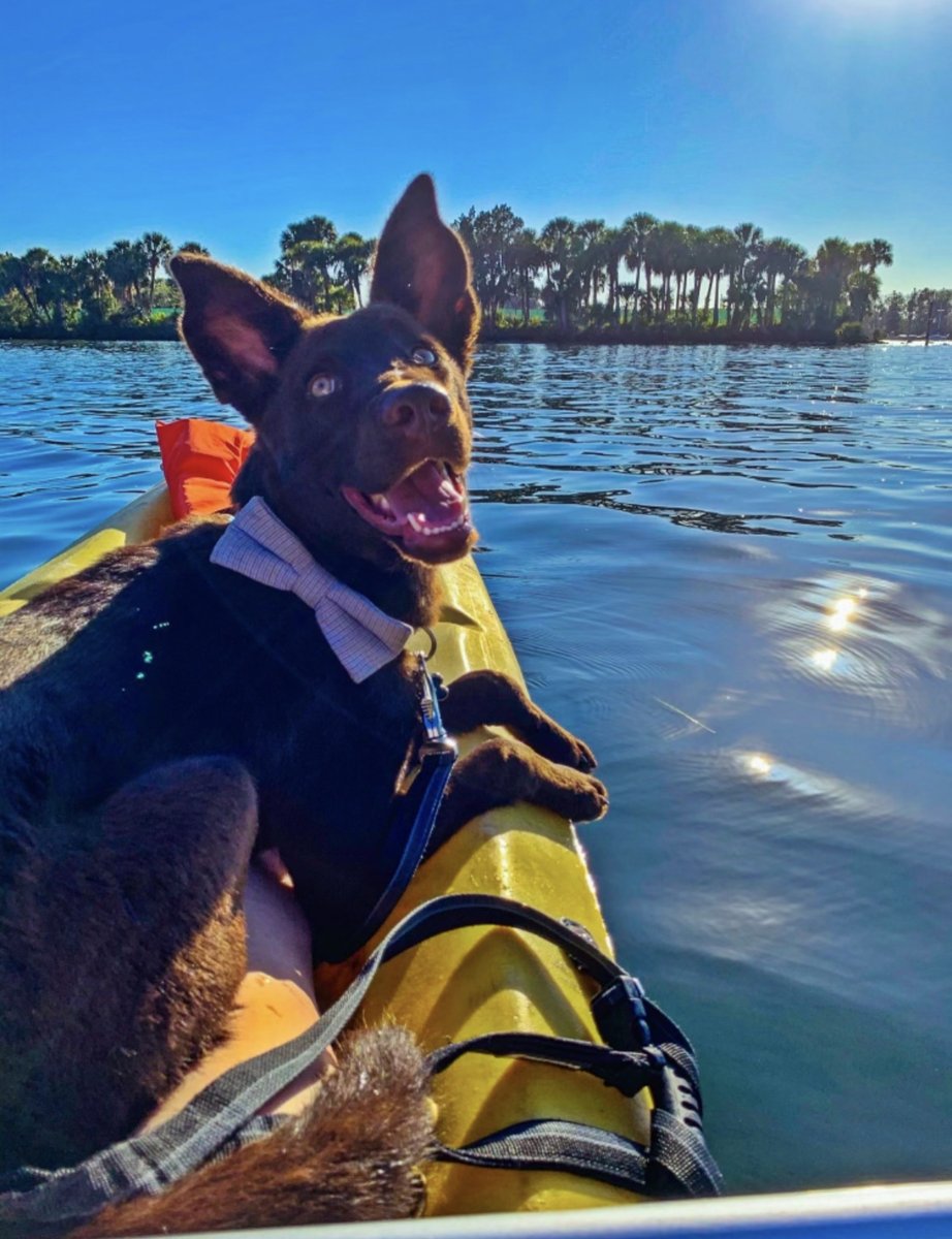 Dog Bless You tweet media