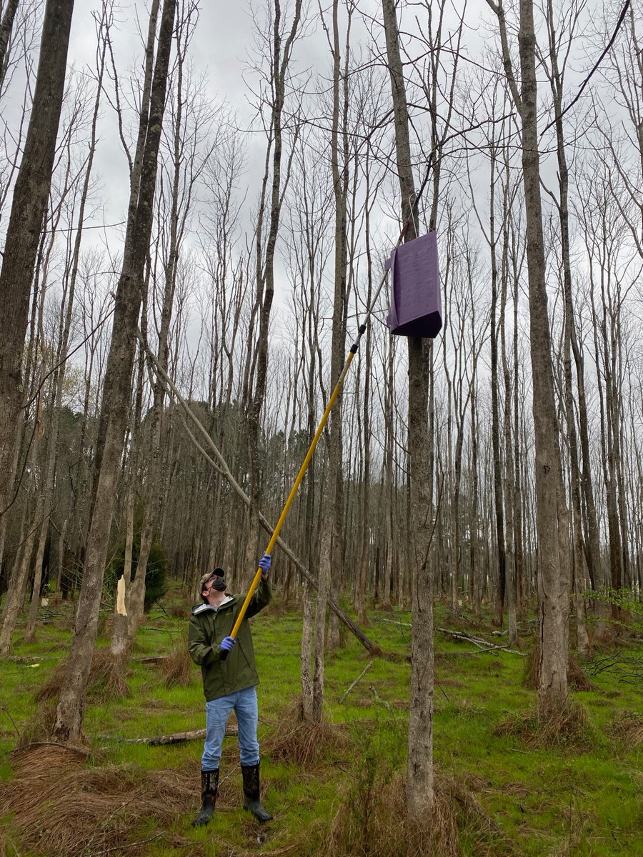 New #EmeraldAshBorer paper out now (open access) in @AFEntomology, led by Dr. Christy Nalepa with Dr. Kelly Oten and me. This paper investigates differences in EAB body size across years, trapping/sampling methods, and sites of varying elevation. doi.org/10.1111/afe.12…