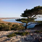 Photo by Channel Islands Restoration (@cirweborg)