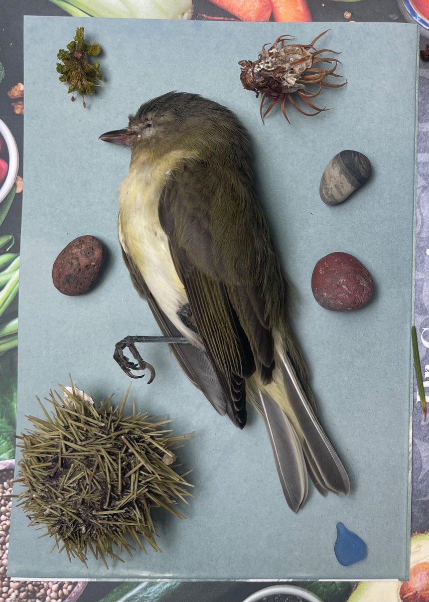 jessica snail tweet media