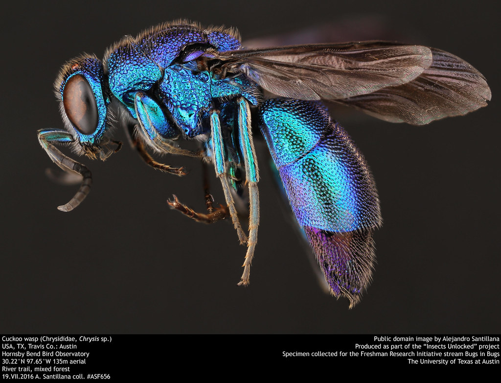 Sabies que...?

La part externa de la cutícula de les vespes cucut (Fam. Chrysididae) té múltiples capes microscòpiques de microfibres orientades en diferents direccions, les quals refracten la llum fent que presentin un aspecte metàl·lic (els anomenats colors d'interferència).