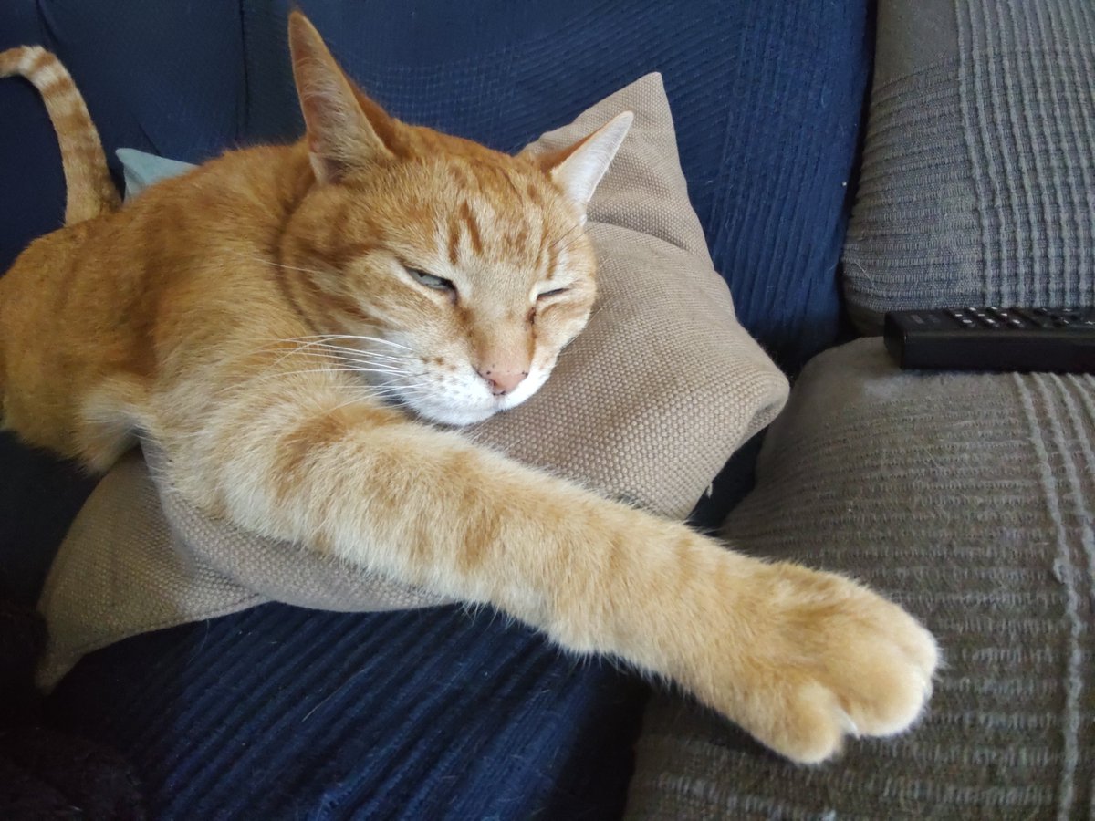 GeologistsCat's tweet photo. Today in #MinCup23 we are in #TeamKyanite. Not only because it shows up in one of the very few #phasediagram's my humans know, but we also learned from #Wikipedia that is used to produce #refractorymaterials.
Pawsome🐾
#MinCup2023 https://t.co/sjVDpG0jiq