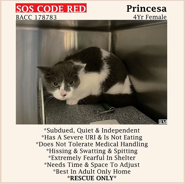 🆘CODE RED🆘TBD SAT 9/16/23🆘$100 STIPEND🆘
💖FEARFUL 4YO GRAY &amp; WHITE KITTY PRINCESA💖
😿💔DUMPED 4 AGGRESSIVE BEHAVIOR,  SEVERE URI &amp; IS NOT EATING
🚨NEEDS #RESCUE #FOSTER ASAP🚨
⏩178783 facebook.com/photo/?fbid=69…
🚨NEW HOPE RESCUE ONLY🚨
🙏🏽#PLEDGE 2 #SAVEALIFE
#BROOKLYN #NYCACC