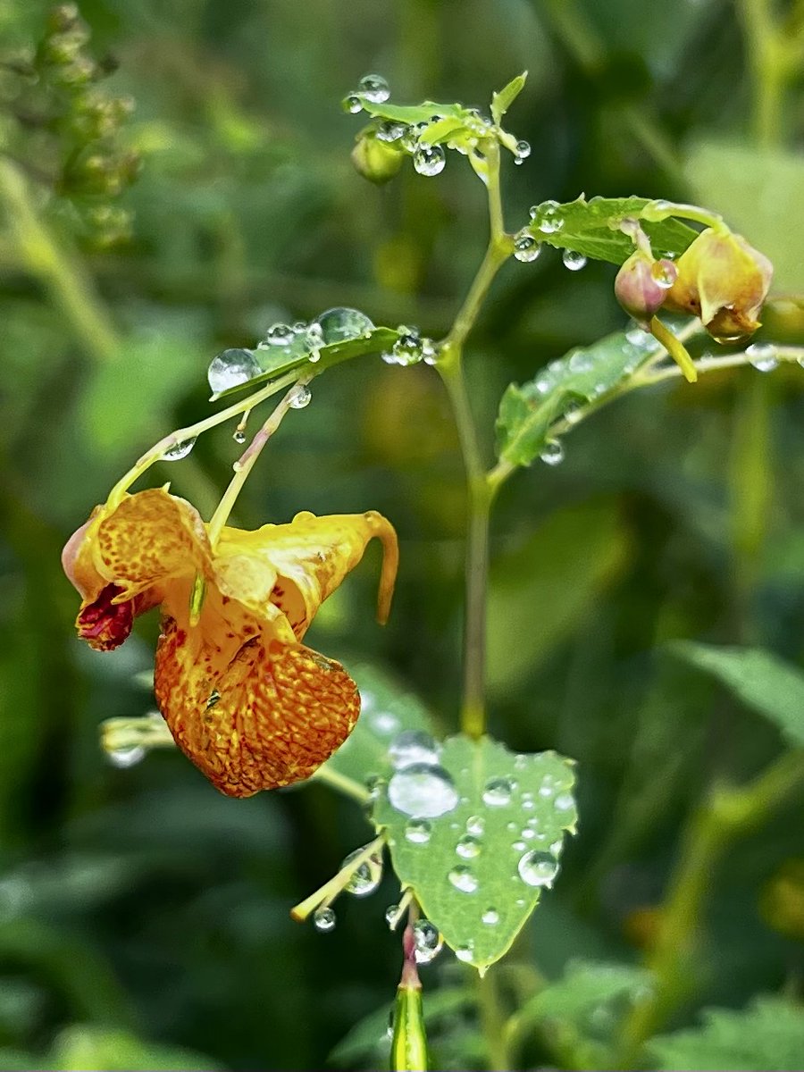 #floweroftheday #FlowersOnFriday  #jewelweed @LCFPD  #rollinssavanna