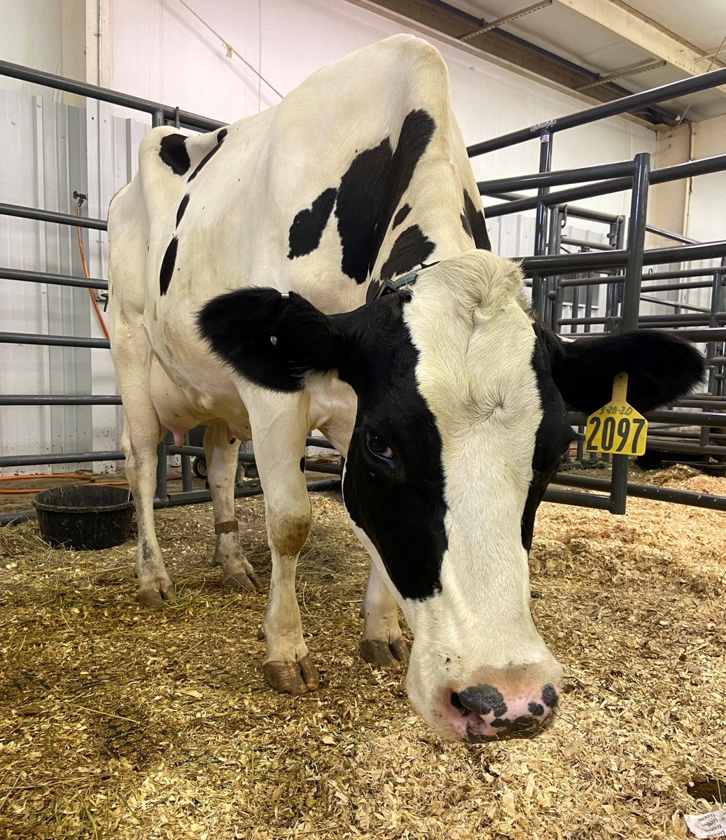We are mooooving 🐮up on the deadline to register to vote or update your voter registration for the General Municipal Election. 

Deadline is ONE month away on October 17th‼️

📞Contact your local county election office to learn more or visit votekansas.gov. #NVRmonth