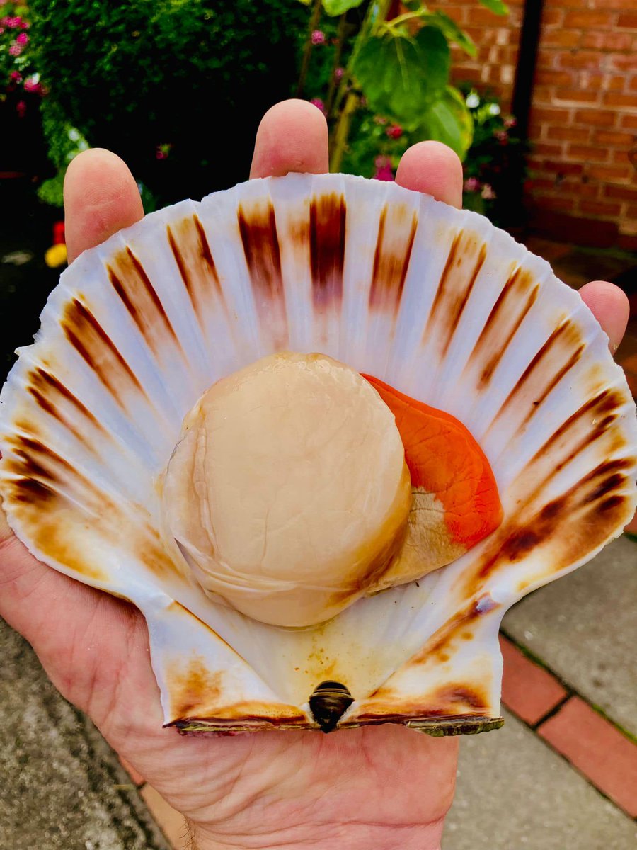 Stephane Delourme (@stephdelourme) on Twitter photo Who's hungry?
I am doing a Seafood Takeover today in Shropshire at my friend's cafe Embers.... Here today and tomorrow and loving the fun, the cooking and the people.
<a href="/shropshirelad83/">Shropshire Lad</a> Who's hungry?
I am doing a Seafood Takeover today in Shropshire at my friend's cafe Embers.... Here today and tomorrow and loving the fun, the cooking and the people.
<a href="/shropshirelad83/">Shropshire Lad</a>