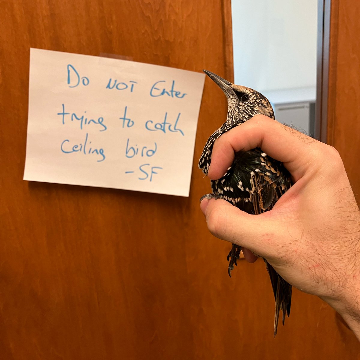 RattleCall's tweet image. Ornithologists are essential staff