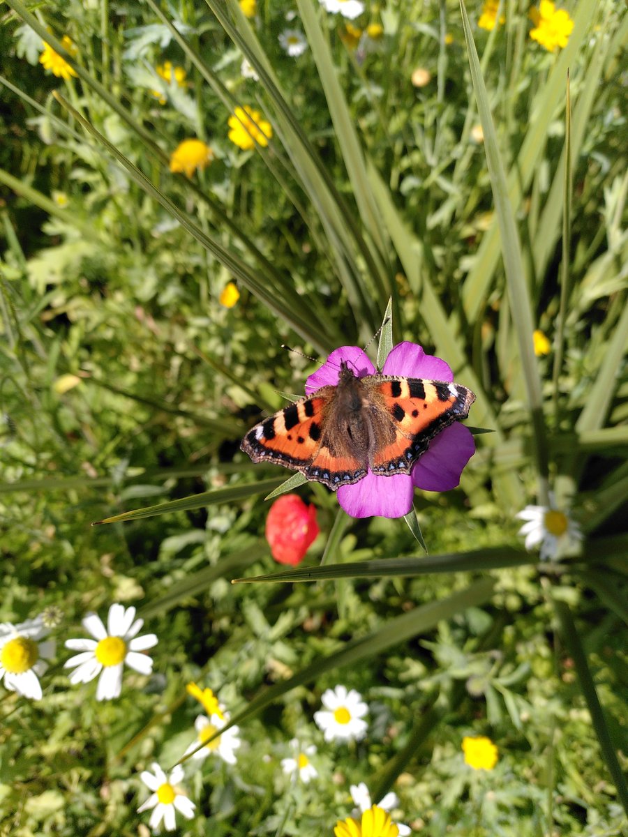 Tara Dirilgen tweet media