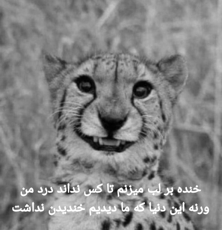 vajarianboy's tweet photo. @fabcd1111 https://t.co/aJf9scxjOM