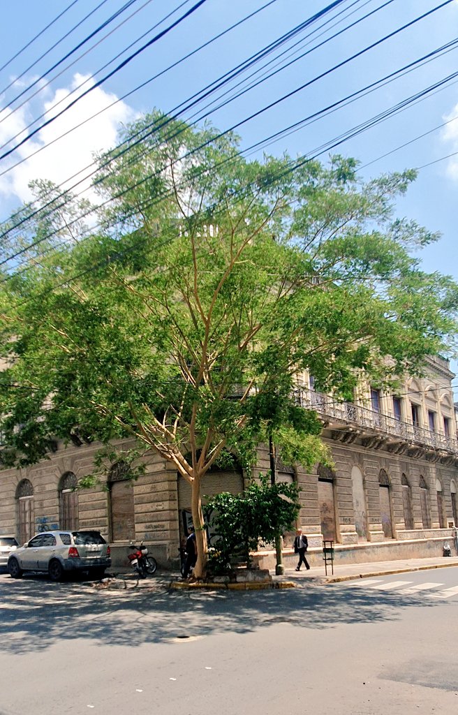 gloriatorras's tweet photo. Todo bien felices con cableado subterráneo!!
 pero qué culpa tiene este hermoso árbol de Mcal. Estigartibia y Caballero!! Ayer hicieron leña de él sin ninguna alternativa de conservación.  @mambiente_py no acompañan este trabajo?! muchos cascos para 10 neuronas...@ABCDigital https://t.co/9kbX3dUX2a