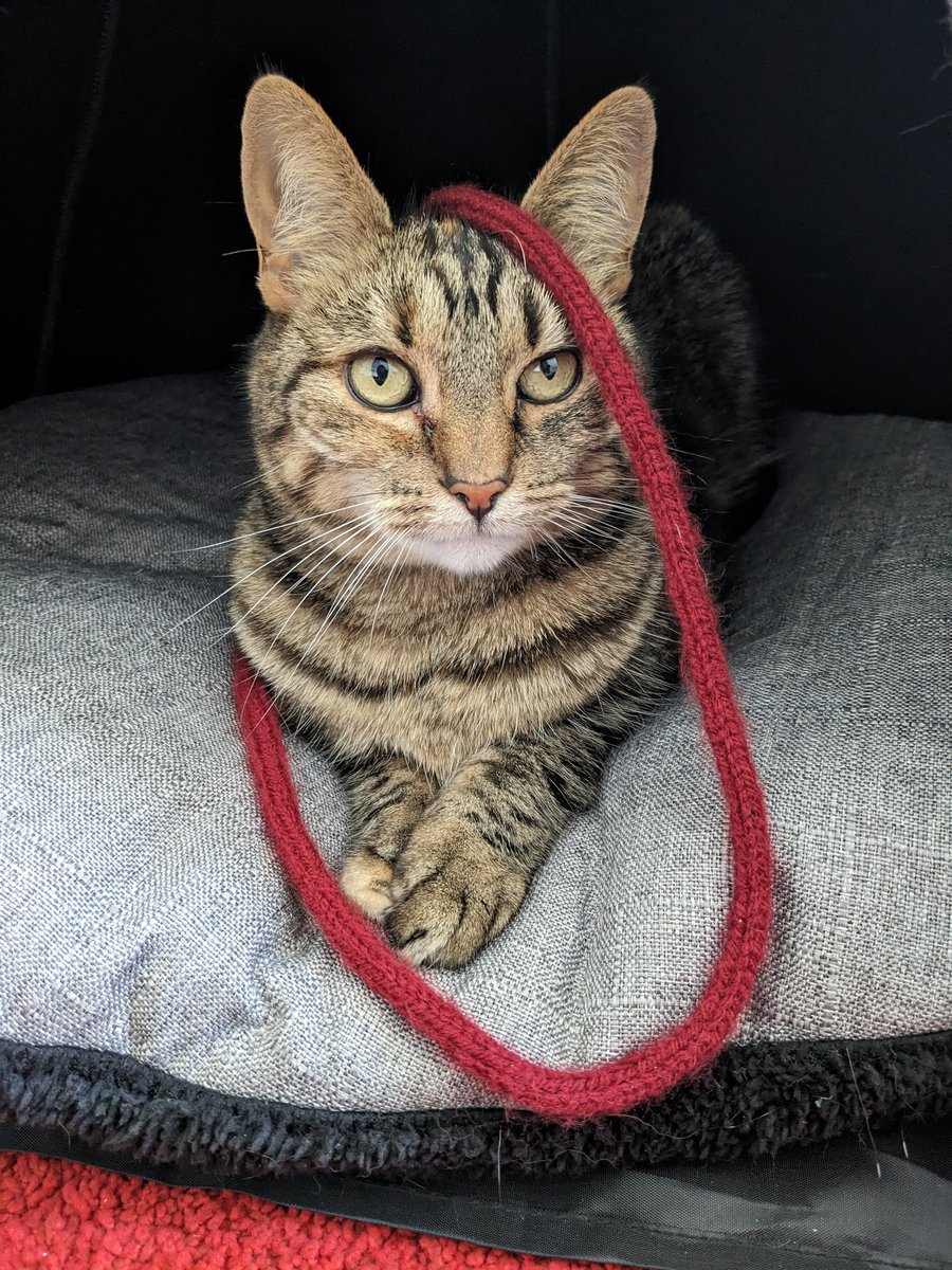 No, I'm not awake enough for playtime. Yet...

#CatsOfTwitter