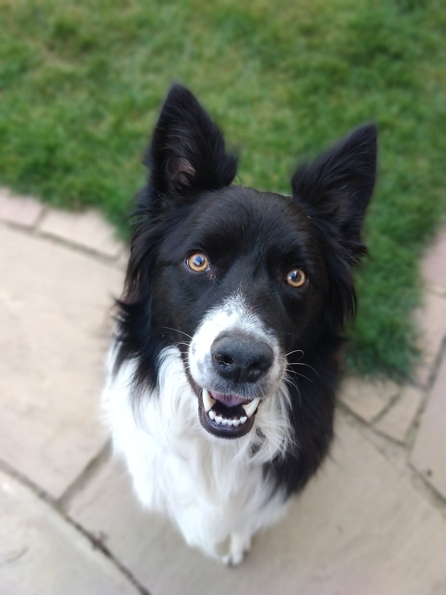 Oscarthecollie's tweet image. All smiles for #Friday #welcomeweekend

#FridayFeeling

#FridayVibes

#TGIF

#followbackfriday

#WEEKENDJAM