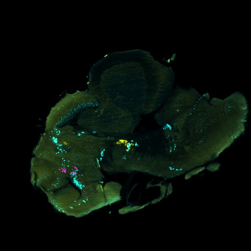 #FluorescenceFriday first HCR in situ of an adult cavefish brain! Too bad I lost the rostral forebrain. 🤦 Magenta - th1, yellow -serta, and cartpt - cyan.