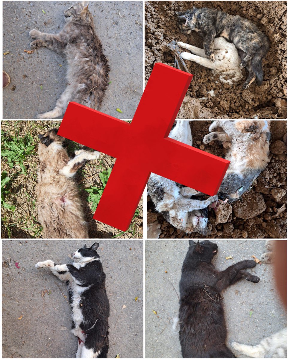 LetyVarela's tweet photo. 😢 🐈‍⬛ Triste lo ocurrido en Hospital Español #CDMX

Primer Acto: Ingresa “grupo de perros” a instalaciones según comunicado @hospitalesp

Segundo Acto: Encuentran muertos a 11 gatos que tenían 6 años viviendo ahí sin  ningún conflicto

¿Negligencia o intencionalidad? #LosLeo 🧵 https://t.co/rJGzco5TRk
