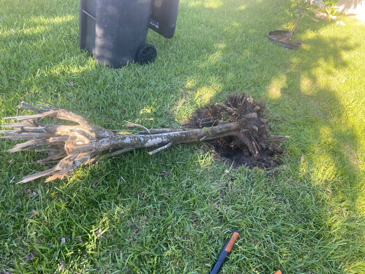 BayNews9Jeff's tweet image. Best part of removing this stump from my backyard? 

The YouTube video from a Boston guy saying I needed to use "lawwwwpppppuuuuhhhhssss" to cut the roots.

#Loppers