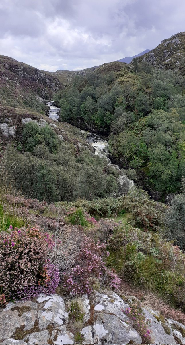 tosullivan06's tweet photo. #ScottishHighlands  #Summer2023 https://t.co/X5XEoHCwKP