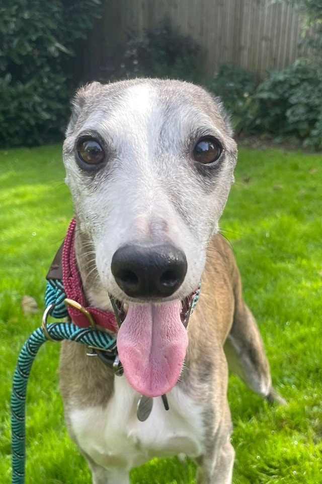 AdoptionsUk's tweet photo. Please retweet to help Frankie find a FOSTER  OR IDEALLY A FOREVER HOME #SUSSEX #UK
 'Dear Mature Gentleman' Whippet aged 8. He's stressed in kennels and really needs to get into a home. He could live with another dog and older children🐶 DETAILS or APPLY👇 https://t.co/lMnK3CukRD #dogs #Whippet #pets #Horsham