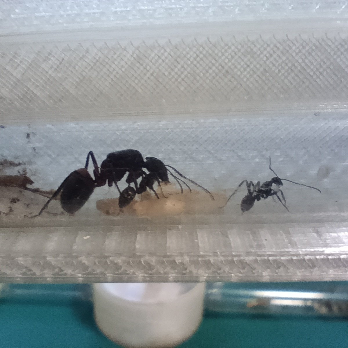 Atención: Hormigas 🐜✨

Aquí tengo a toda la familia reunida, con un total de 6 colonias:
• 2 Colonias de Messor barbarus.
• 2 Colonias de Camponotus cruentatus.
• 1 Colonia de Lasius grandis.
• 1 Colonia de Pheidole pallidula.